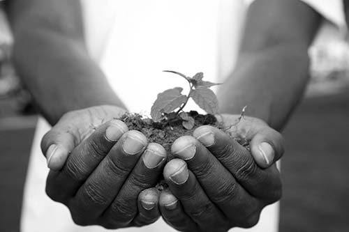 hands holding plant
