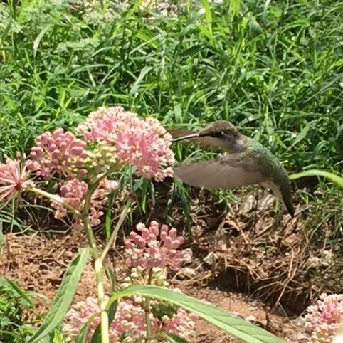 bird campus