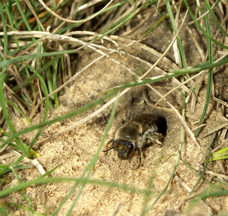 ground bee nest reservations